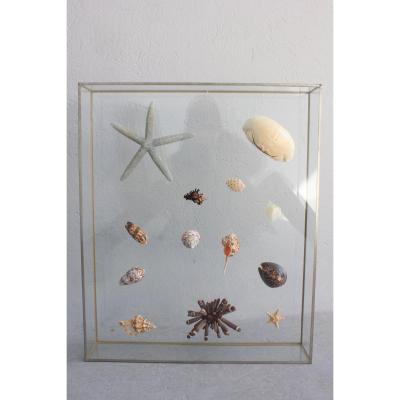 Object Of Curiosity In A Plexiglass Frame