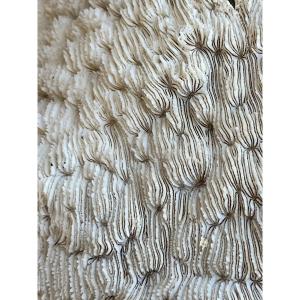 Colossal White Coral Cushion Shark, Papua New Guinea