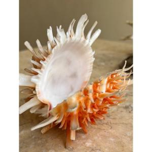 Lot Of 10 Collectible Shells 1960