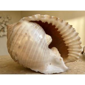 Lot Of 7 Collectible Shells 1960