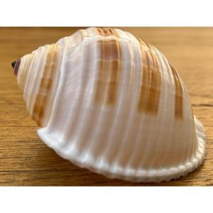Lot Of 20 Collectible Shells 1960