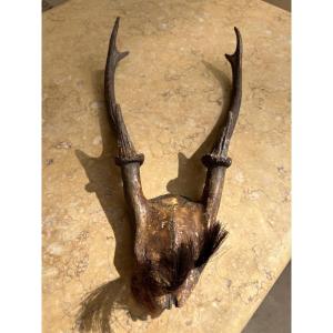 Deer Skull Case Trophy Konyak Nagaland Ethnicity XX Century