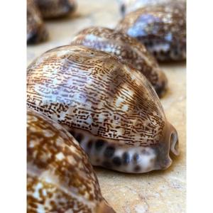 Lot Of 20 Collectible Shells 1970