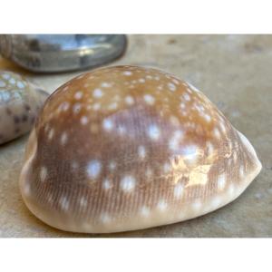 Lot Of 50 Collectible Shells 1970