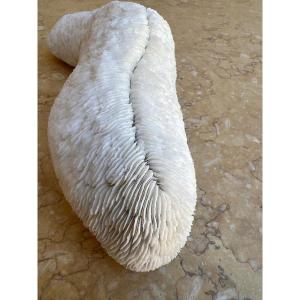 White Coral Cushion Shark, Vanuatu, Papua New Guinea