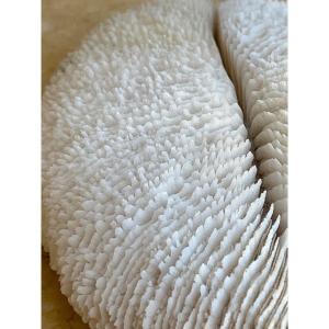 Flat White Coral Cushion Shark, Papua New Guinea