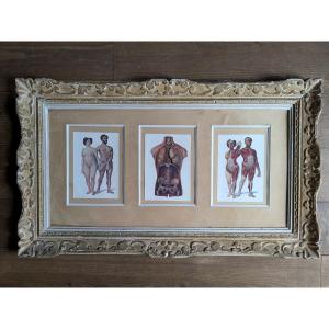 Anatomical Plates From The Late 19th Century