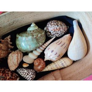 Set Of 12 Collectible Shells