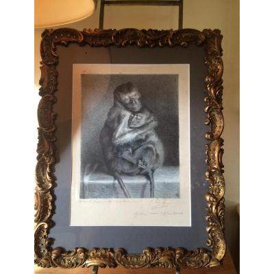 Gravure Tolrahc Monkeys