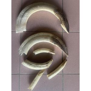 Set Of 6 Hippopotamus Teeth 