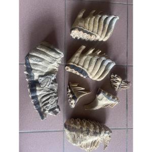 Set Of 8 African Elephant Teeth. 