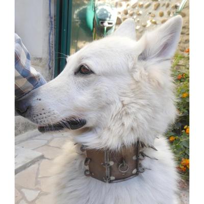 Large Wrought Iron Shepherd Dog Armed Collar, 19th