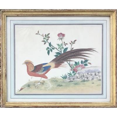 French School Early 18th Century - The Golden Pheasant - Signed Watercolor - Bird, Hunting, Flowers