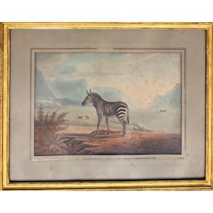 Johann Susemihl, Original Watercolor "zebra In South Africa" / German - Animal