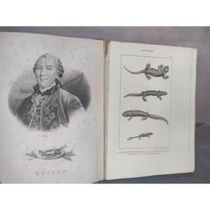 Buffon 156 Color Engravings Around 1850