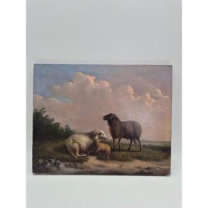 Oil Painting On Panel, Sheep L.c