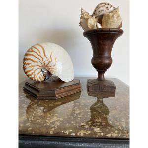 Nautilus And Shells