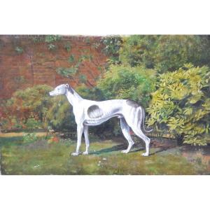 Greyhound Whippet, English School 19th Century