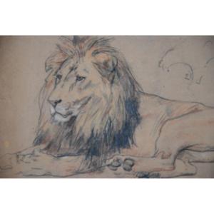 Lion, Drawing By Gustave Surand