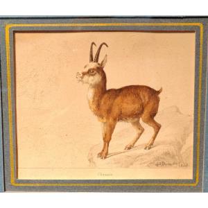 Charles Humbert 1847 - Chamois