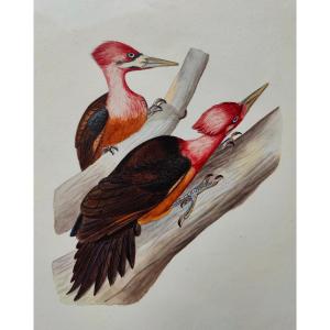 Watercolor XIX - Guyana Bird