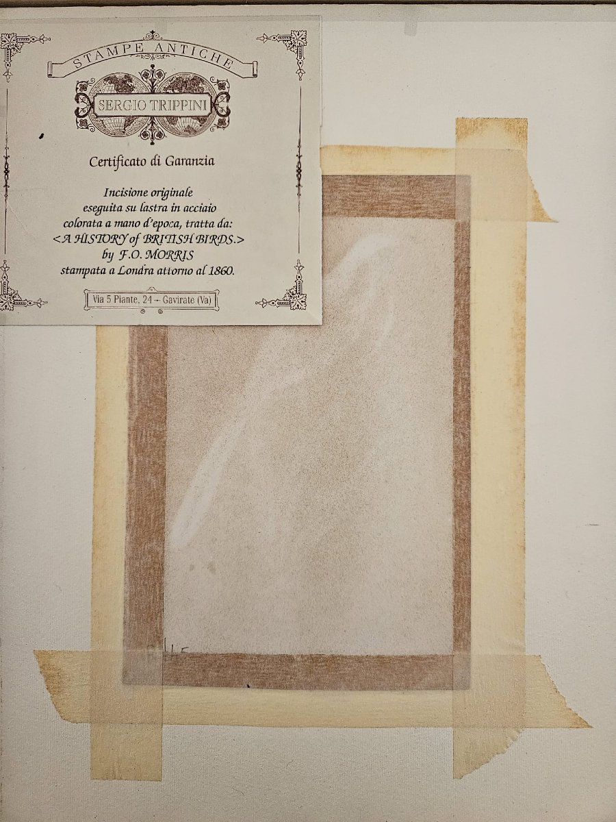Incisione antica certificata, eseguita su lastra in acciaio e colorata a mano-photo-2