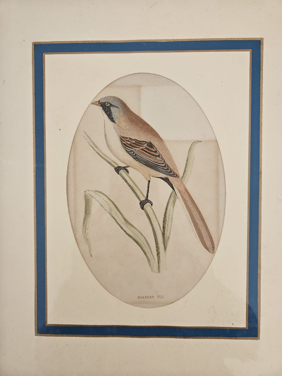 Incisione antica certificata, eseguita su lastra in acciaio e colorata a mano-photo-3