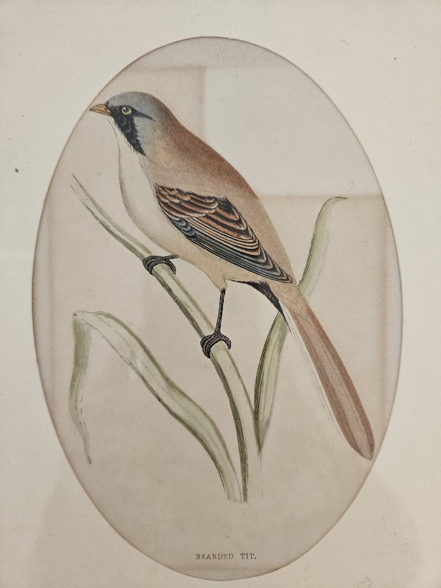 Incisione antica certificata, eseguita su lastra in acciaio e colorata a mano-photo-4