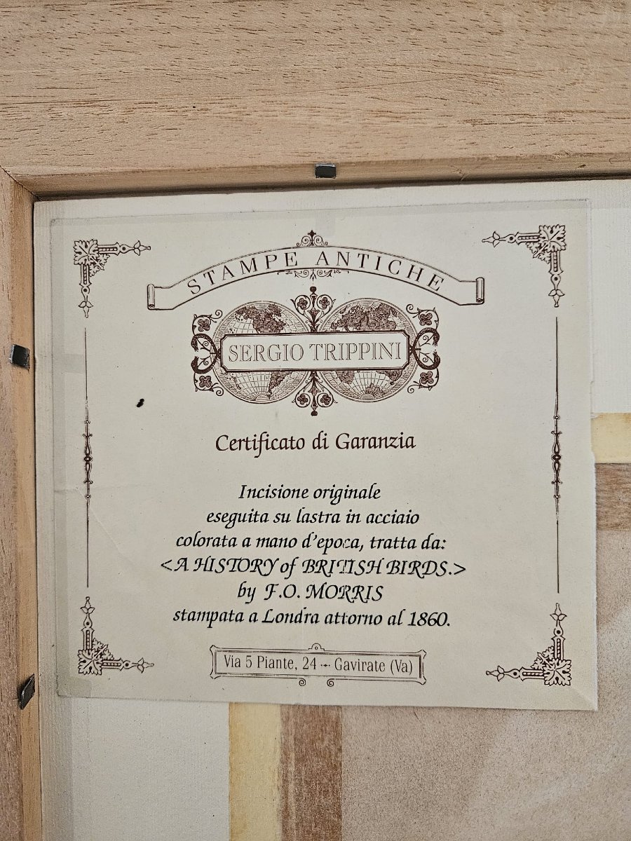Incisione antica certificata, eseguita su lastra in acciaio e colorata a mano-photo-3