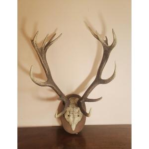 19th Century Deer Massacre, Hunted In The Forest Of Ermenonville, Honor To The Countess...