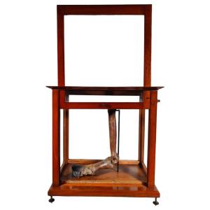 A Fossilized Horse Leg. Equus Sp., Pleistocene, Florida, Usa