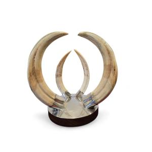 Warthog Tusk Trophy From The 1970s, Mounted On A Silver And Wood Base.