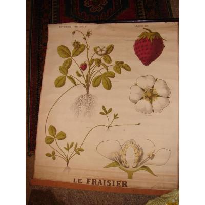 Lot Of 12 Educational Posters Circa 1900 In The State