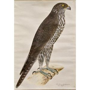 Olof Rudbeck The Younger