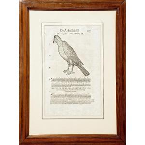 From Bibliotheca Universalis Conrad Gessner "eagle" Around 1550 Joris Hoefnagel 