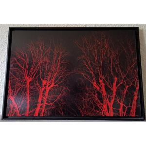 Eric Neveu, "red Wood", Photography, 20th Century.