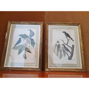 Pair Of Engravings, Birds, Jm Seligmann, Paper, XVIII°.