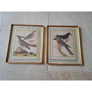 Swift, Pair Of Bird Engravings, 18th Century.
