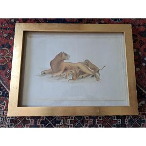 La Roche Laffitte, Lioness And Lion Cubs, Watercolor, 20th Century.