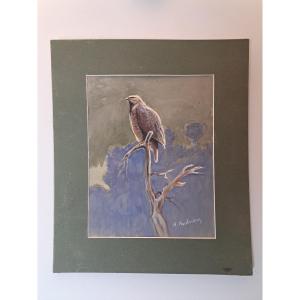 Alfred Andrieux, Falcon On Its Branch, Watercolor, Early 20th Century.