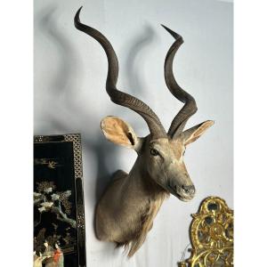 Great Goudou, Beautiful Head In Cape