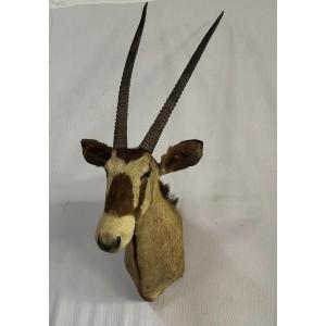 Oryx Head In Cape