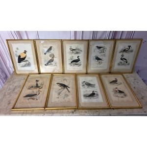 Ornithological Engravings