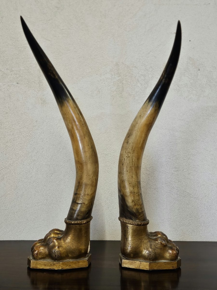 Coppia di corna di bue con basi in legno intagliato e dorato–Prima metà XIX Sec.-photo-2