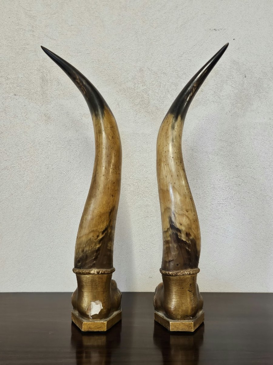 Coppia di corna di bue con basi in legno intagliato e dorato–Prima metà XIX Sec.-photo-3