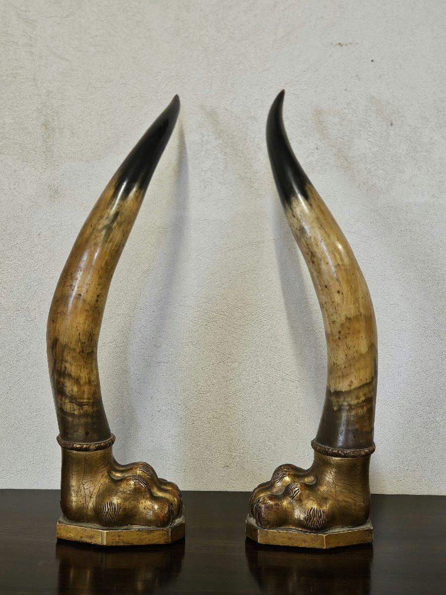 Coppia di corna di bue con basi in legno intagliato e dorato–Prima metà XIX Sec.-photo-4