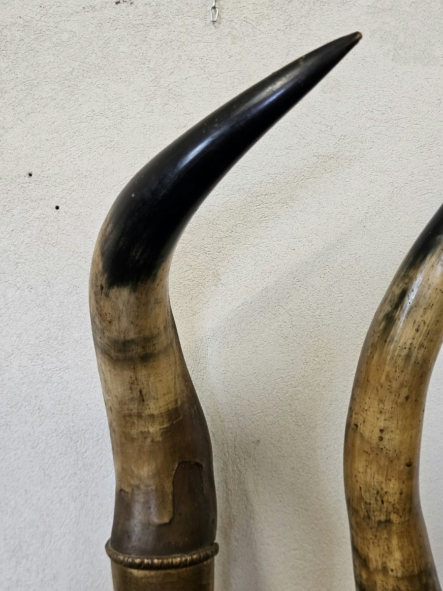 Coppia di corna di bue con basi in legno intagliato e dorato–Prima metà XIX Sec.-photo-6