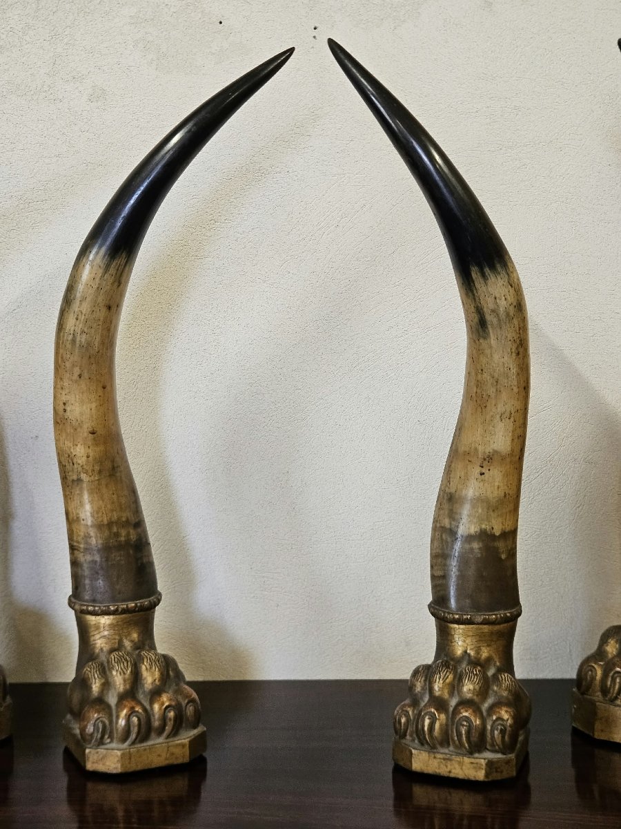 Coppia di corna di bue con basi in legno intagliato e dorato–Prima metà XIX Sec.-photo-7