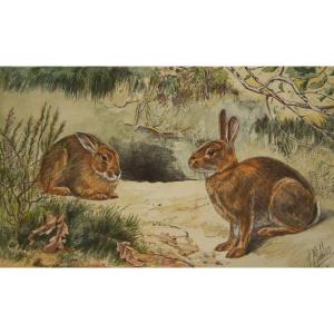 European Rabbit - Watercolor And Gouache By Paul Mahler (1864 - 1923)
