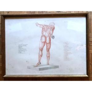 Jean-galbert Salvage (1770-1813) Anatomy Of The Fighting Gladiator XVIII Century